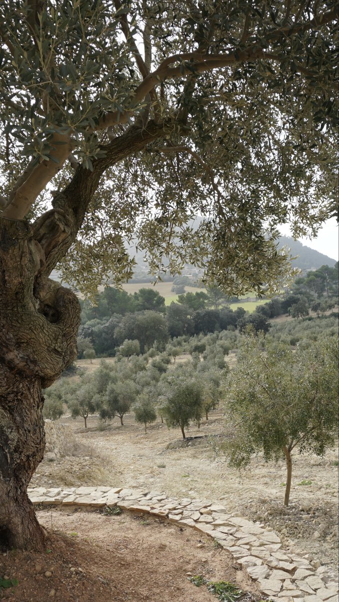 @AgriculturaGOIB injecta al sector primari de les Balears més d'1,5 milions d'euros S'han abonat de les ajudes del PDR 942.000 euros i més de quatre-cents mil euros dels ajuts per pal·liar els efectes del temporal Juliette als olivars i garrovers 🔗tn.caib.es/noupagament