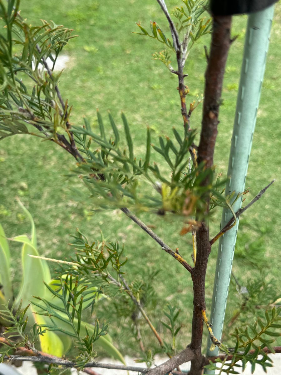 グレヴィレア・バンクシー

学名　Grevillea banksii

ヤマモガシ科

シノブノキ属
（グレヴィレア属）

大中区

初めて見ました。