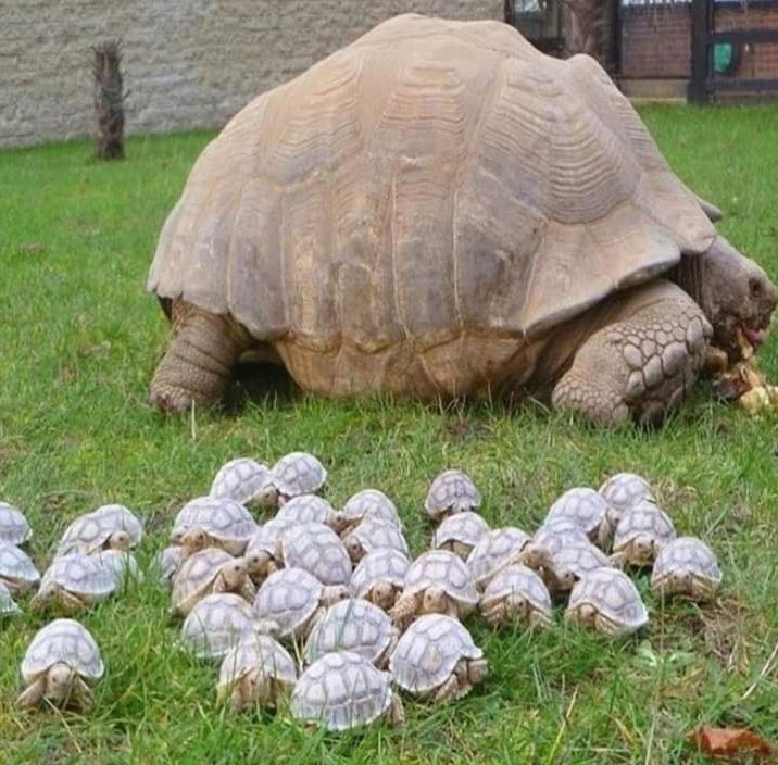 Tortoise family