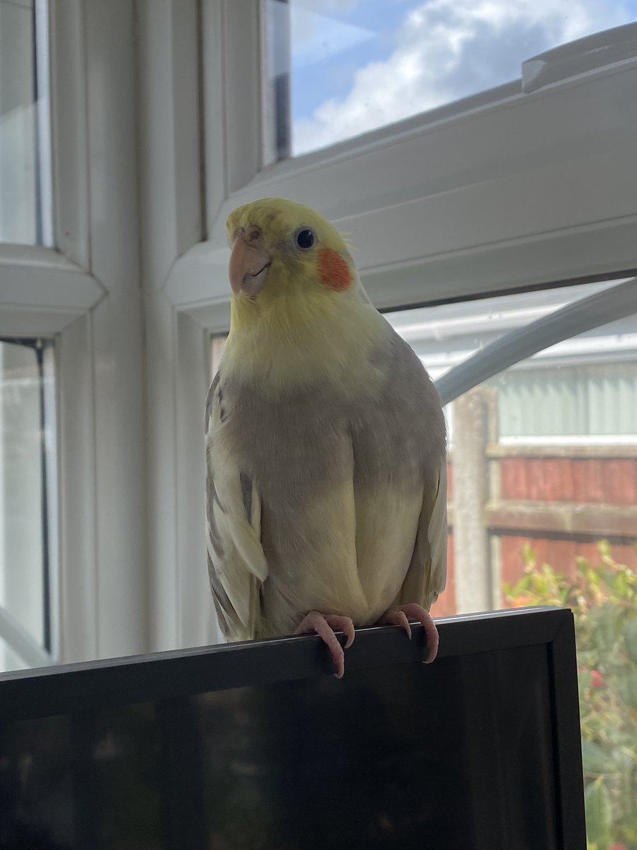 Freddie The Tiel tweet media