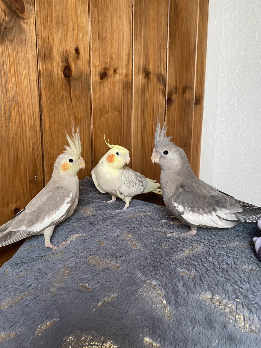 Freddie The Tiel tweet media