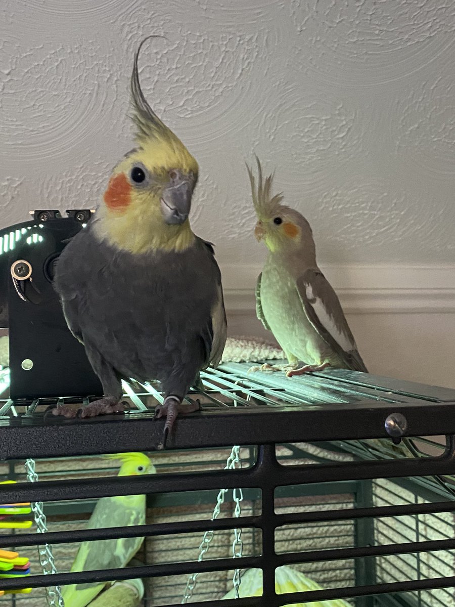 Freddie The Tiel tweet media