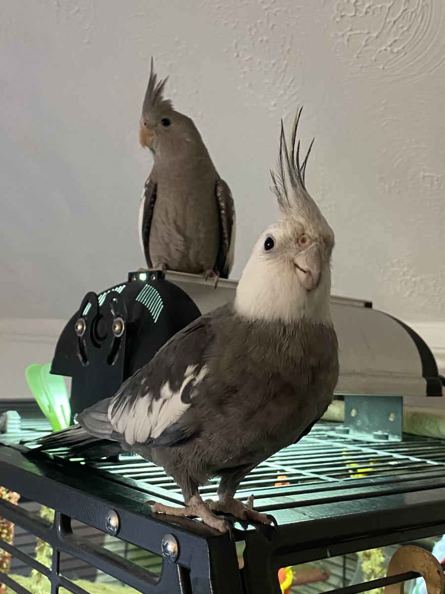 Freddie The Tiel tweet media