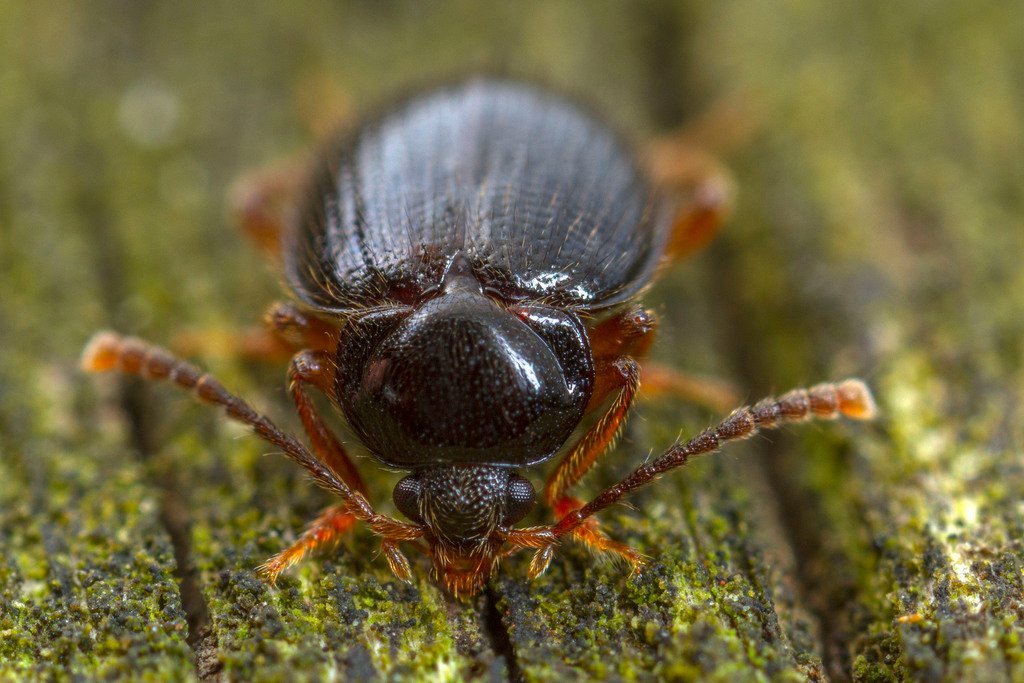 Myrmicholeva (L) and Eublackburniella (R) - first @inaturalist records uploaded just now. Someone has to take pictures of the small brown and black beetles. Leiodidae.