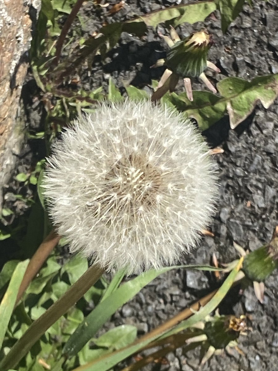 This little cloud of joy and nurture from #Dublin for #InternationalDayoftheDandelion The seeds have long and happy journeys ahead of them to make food for pollinators and birds all over!