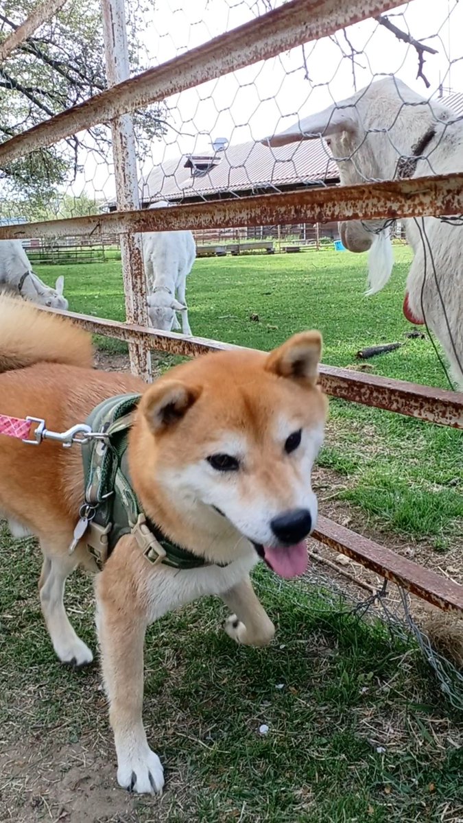 ヤギさん今日は暑いですね☀️