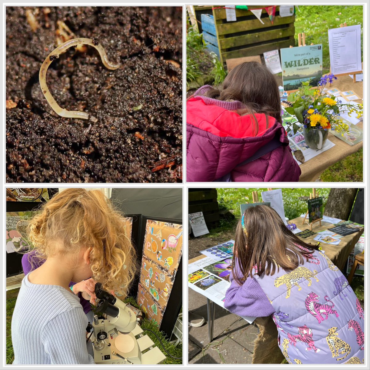 Wilder Lymington. Lots of interest in our #Peatfree compost @peatfreeapril @GreenHampshire @Transitiontog Children loved seeing our worm compost under microscopes: springtails, tiny white worms & some just colouring up. Hope some of these chldn were from schools who made bunting!