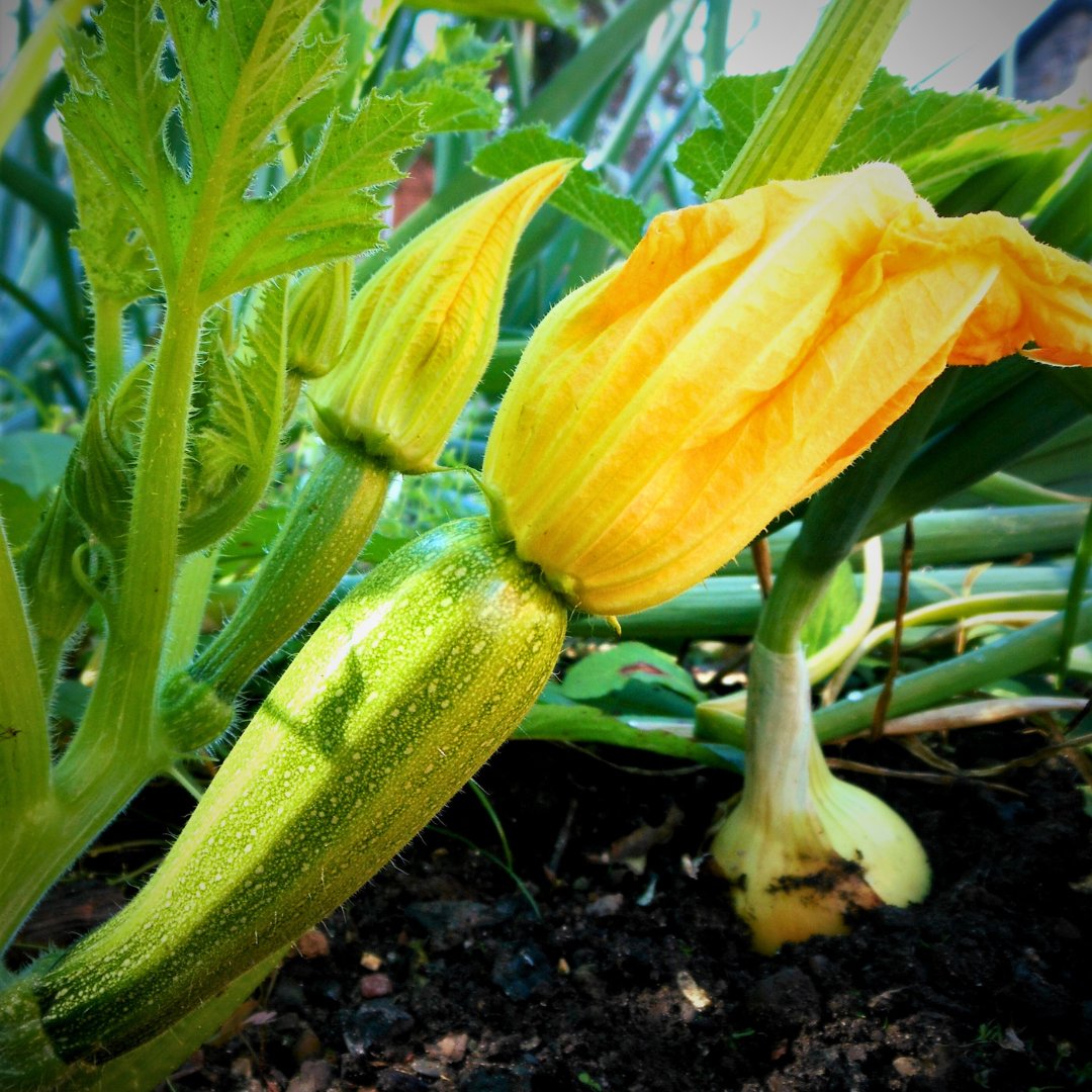 Seed Pantry® tweet media