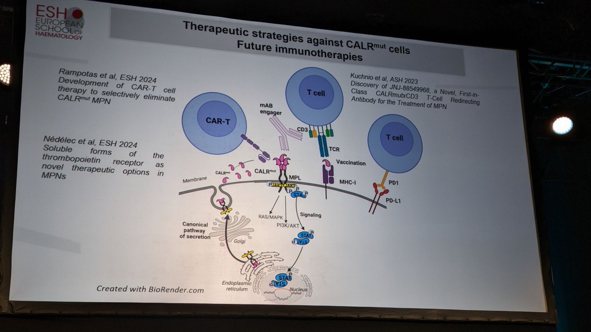 How to target the mutant #CALR? A lesson from Dr Isabelle Plo. @isabelle_plo 

#ESHMPN2024 #ESHCONFERENCES #MPNsm
#MPNResearch 
@MPN_Hub @MPN_RF @oncodaily @GustaveRoussy