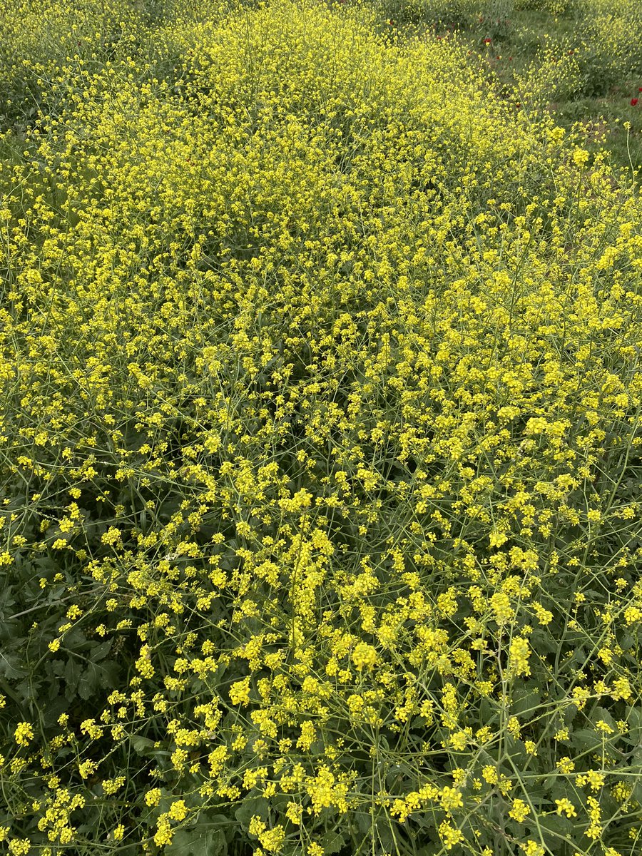 Şükredecek ne çok şeyimiz var 🌼