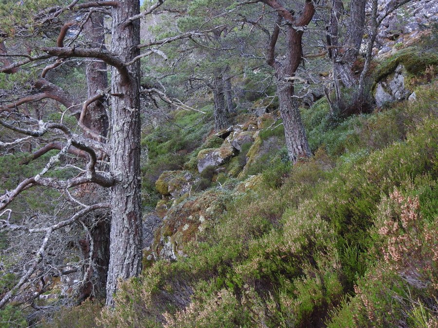 'Forest is not just trees, but also roots, animals, spirits, and a silence that speaks to the soul.' - J.R.R. Tolkien, letters to his son Christopher Tolkien, 6-8 March 1941.