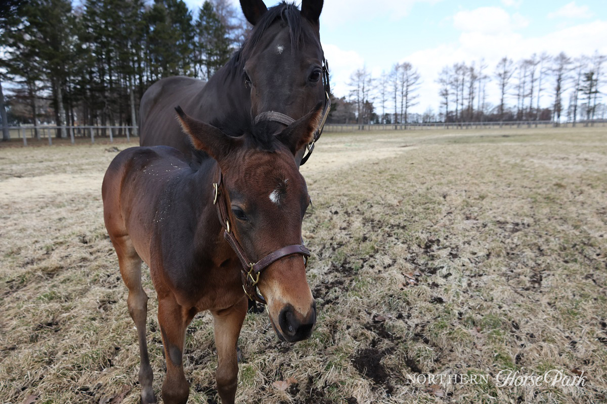 2019年アメリカのエクリプス賞最優秀古牝馬を受賞したミッドナイトビズーがキタサンブラックとの女の子を出産しました。額の星がお母さんにそっくりですね！放牧地では母娘で寄り添い仲睦まじい姿を見せてくれました。 #ノーザンファームからのお便り　#キタサンブラック