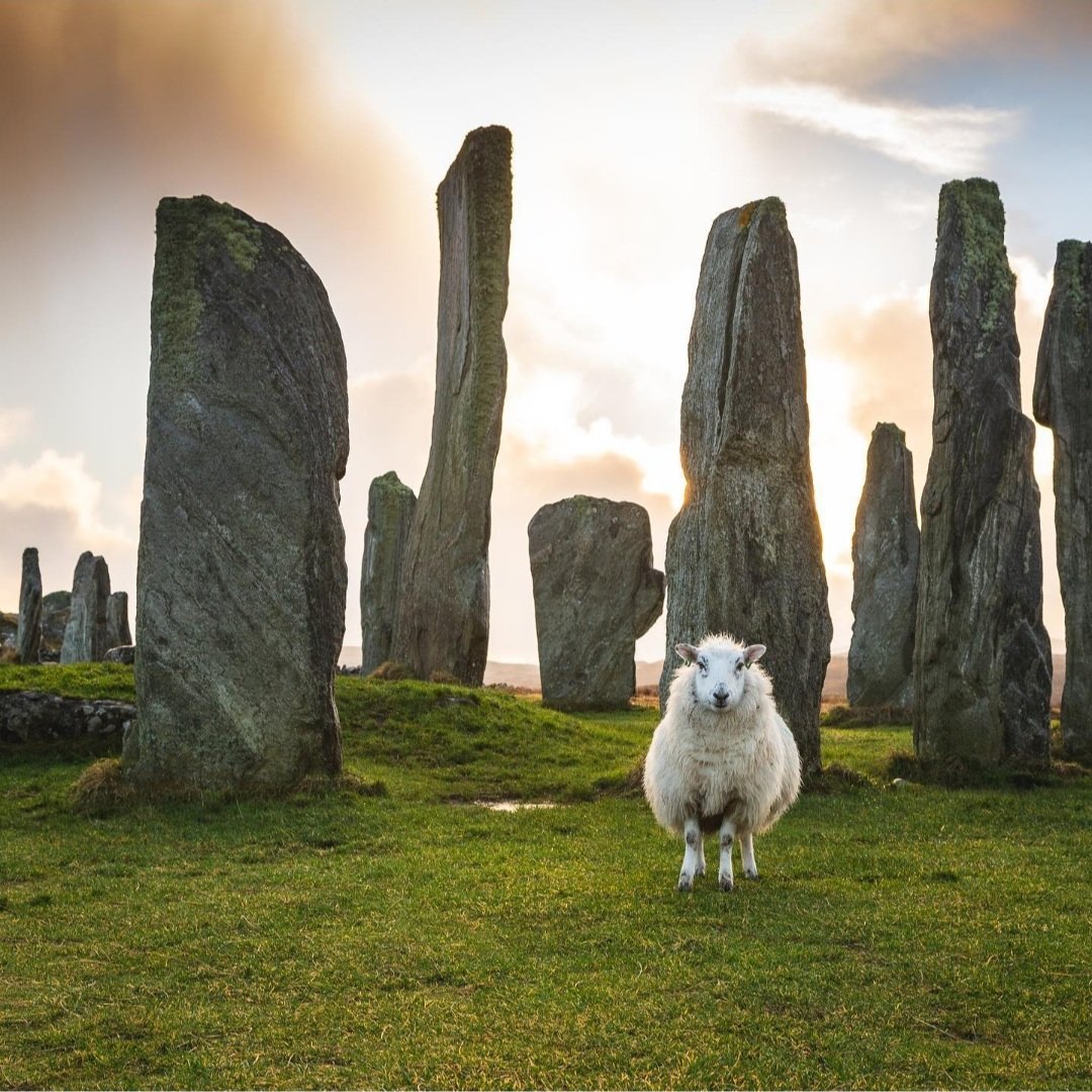 A sheep standing among the standing stones of Callanish (or Calanais), Isle of Lewis, Outer Hebrides, Scotland. The stones were erected about 5,000 years ago during the late Neolithic period. 
📷 calcomacleod.photography /IG