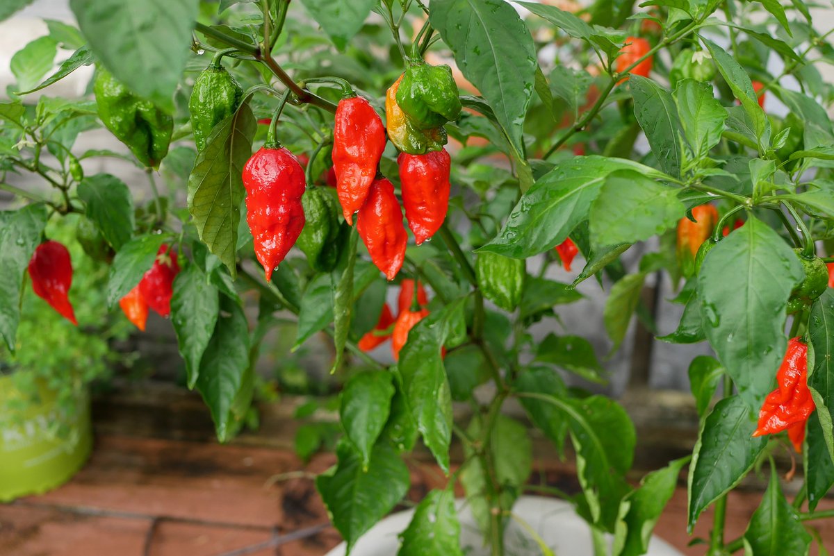 Don't have enough garden space for peppers?
Here is a list of 11 peppers you can grow in containers:
theleafyhaven.com/best-peppers-t…
#containergardening #peppers
