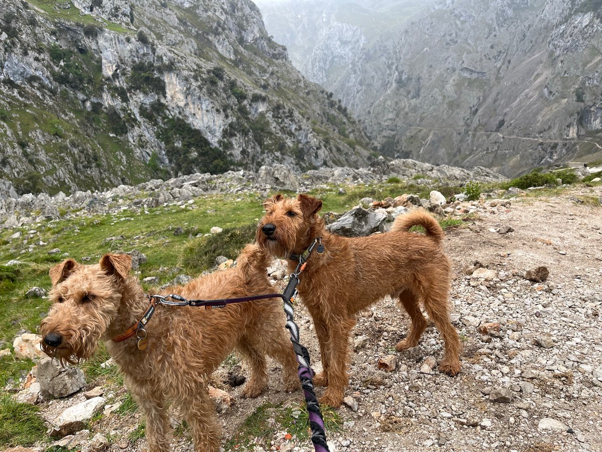 Odin the Great & Little Miss Astra tweet media