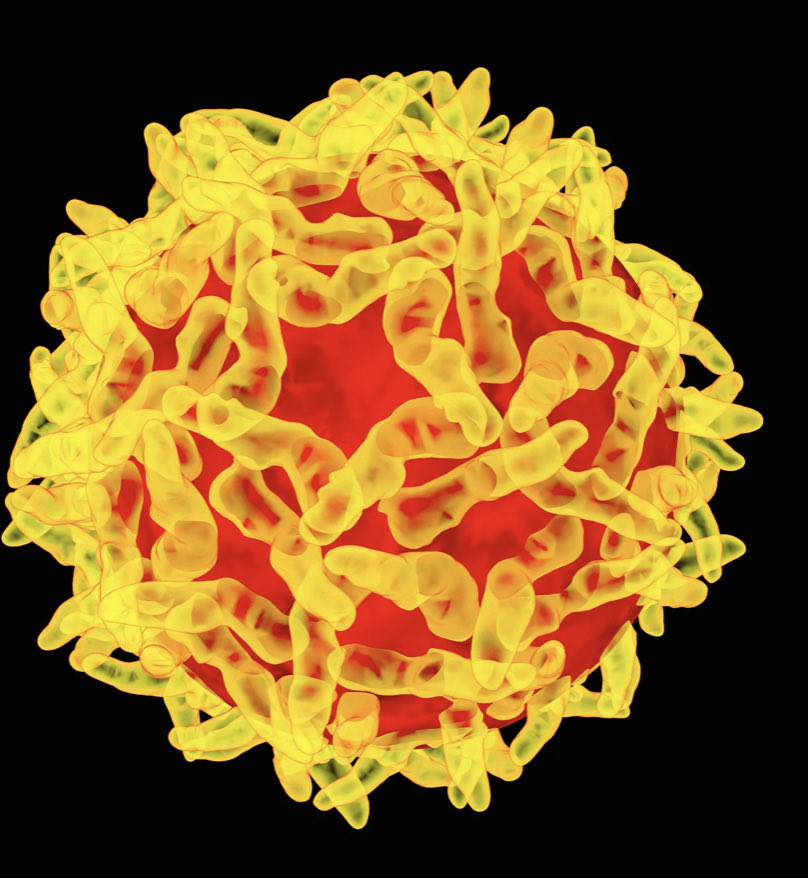 Today in 1932, a vaccine was announced for yellow fever for human immunisation. This first public announcement was made at a meeting of the American Societies for Experimental Biology at Philadelphia. It was developed by Drs. Wilbur Sawyer, Wray Lloyd, &amp; Stuart Kitchen.