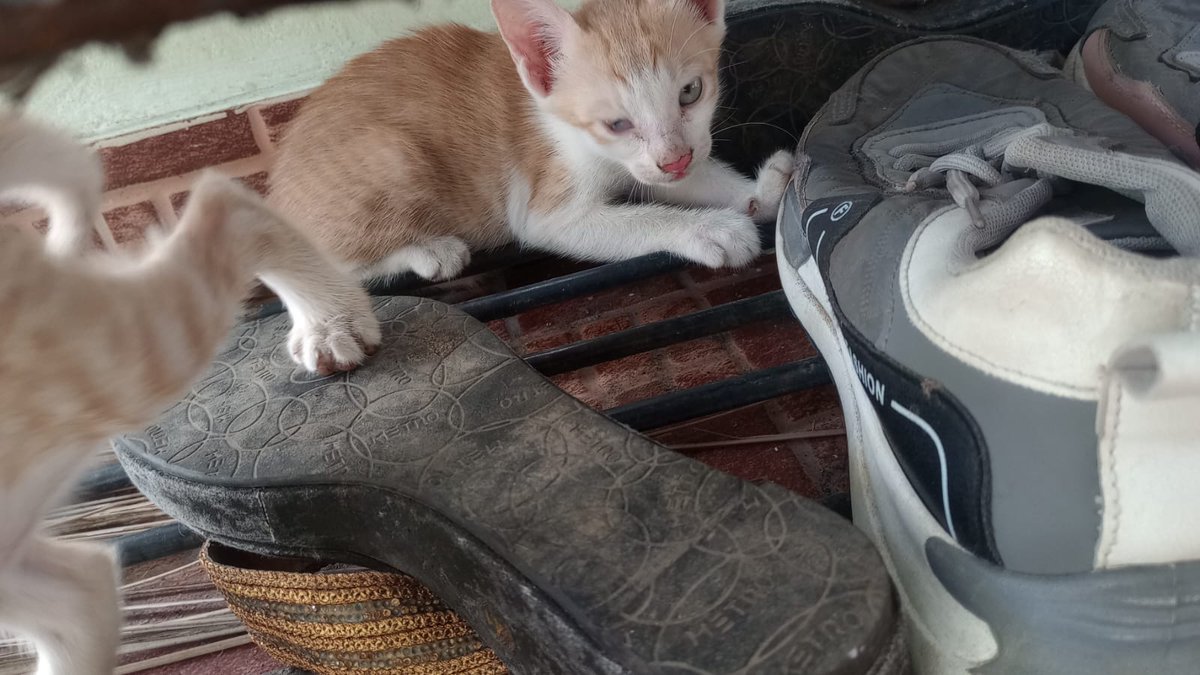 ram_su_riya's tweet photo. Anyone interested to adopt cute kittens in Chennai please contact 9313512533 #Kitten #adoption https://t.co/FIdzknu3yy