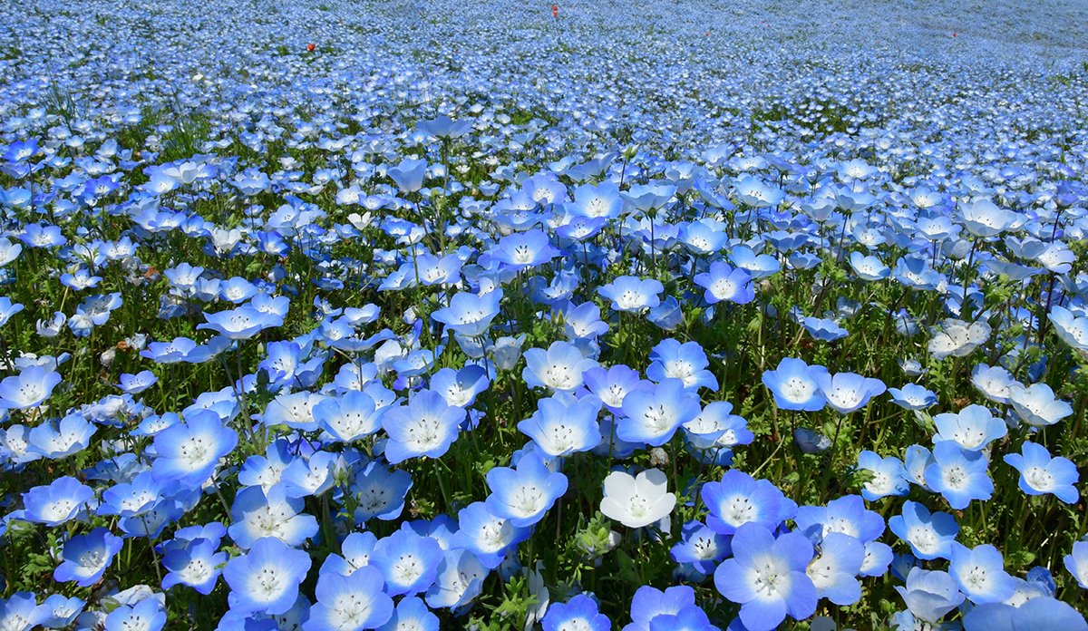 今日は、とても良い天気になりましたね☀️ ネモフィラは、現在見頃（後半）です。 何度見てもきれいなネモフィラ💙 この青い花の美しさは、本当に魅力的です✨ ＃ネモフィラ　＃良い天気　＃花　#魅力的