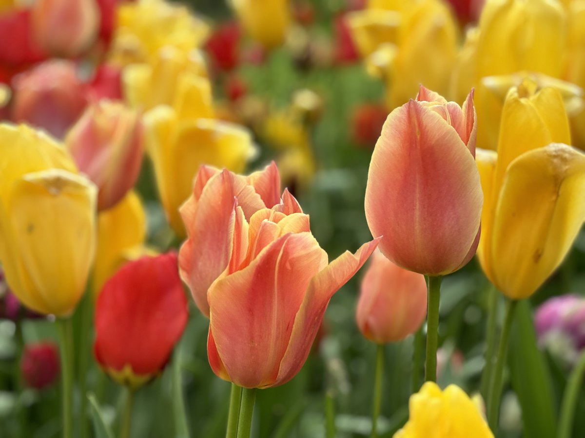 SkyL49's tweet photo. Springtime 🌹🌸💐🌺🌷🌻🥀 https://t.co/qXmv4V2khR