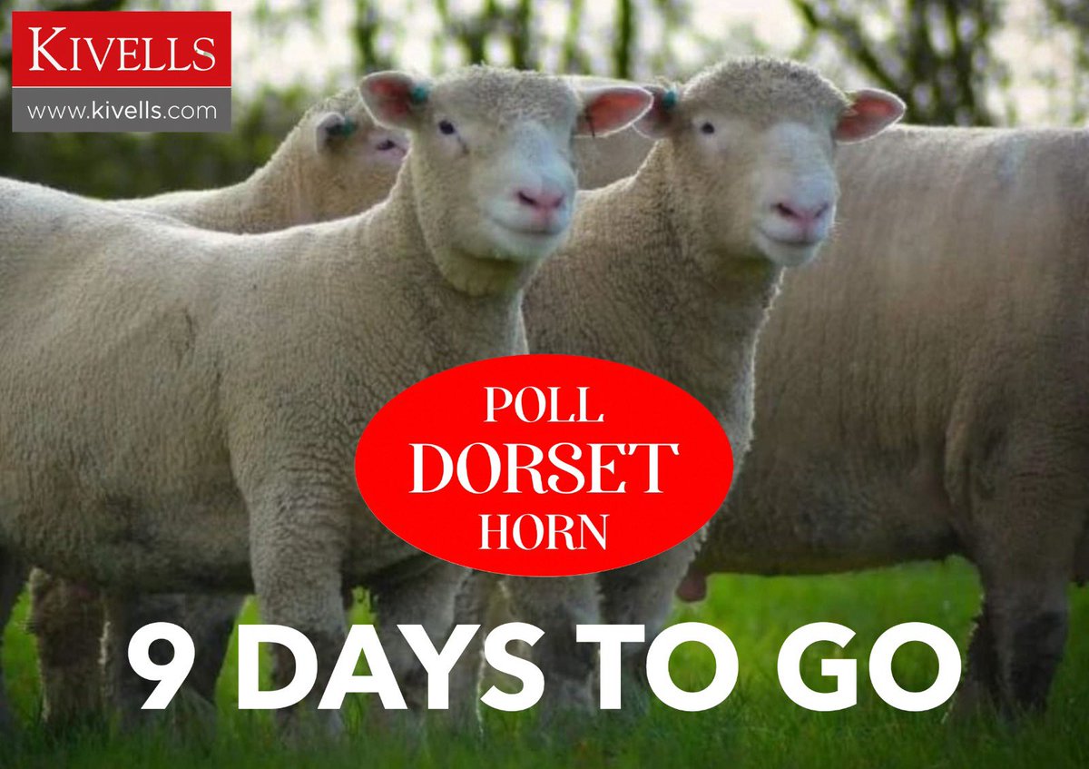 Mayfair - only 9 days to go, until you have one of the best selection of ewes and rams on offer! 
Held <a href="/exeter/">exeter</a> with <a href="/KivellsAgri/">Kivells Agriculture</a>