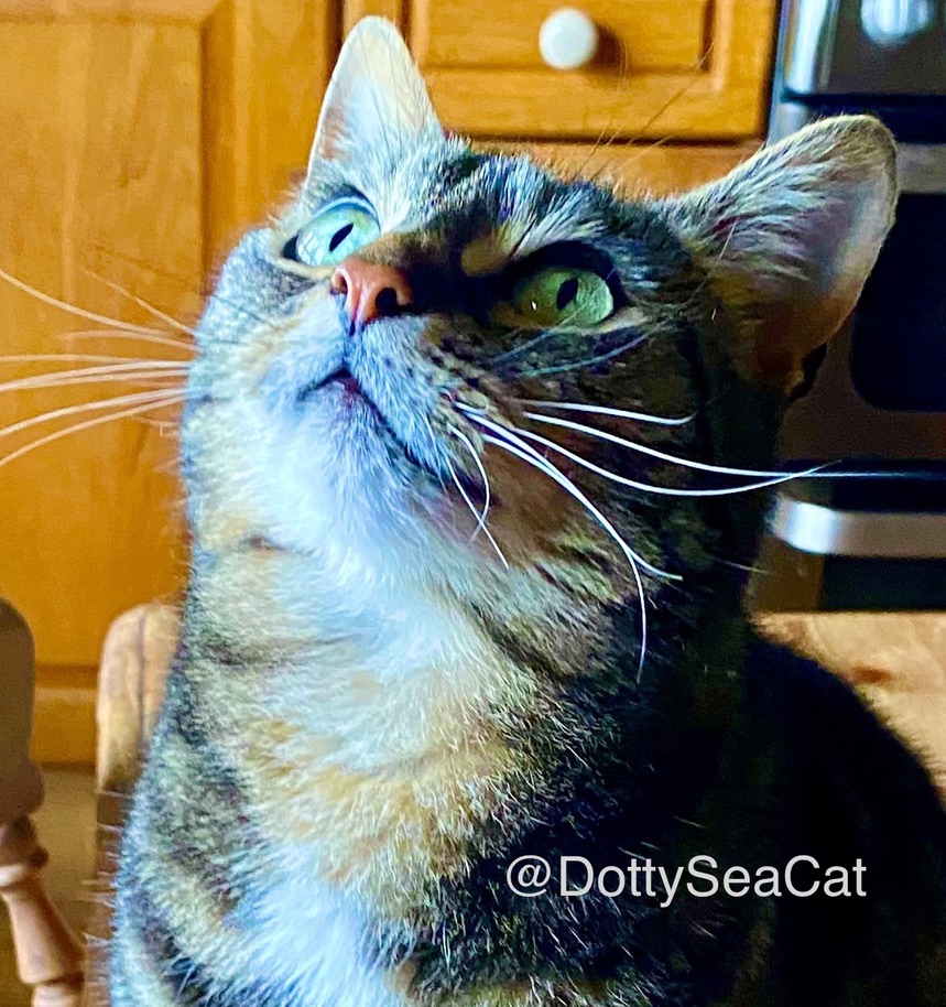 #PetParentsDay: Sending a big thank you to everyone who cares for animals (especially cats, of course, 😉) Wishing every animal a loving home! #SundayThoughts #CatsofTwitter #XCats 🤗🤗🤗