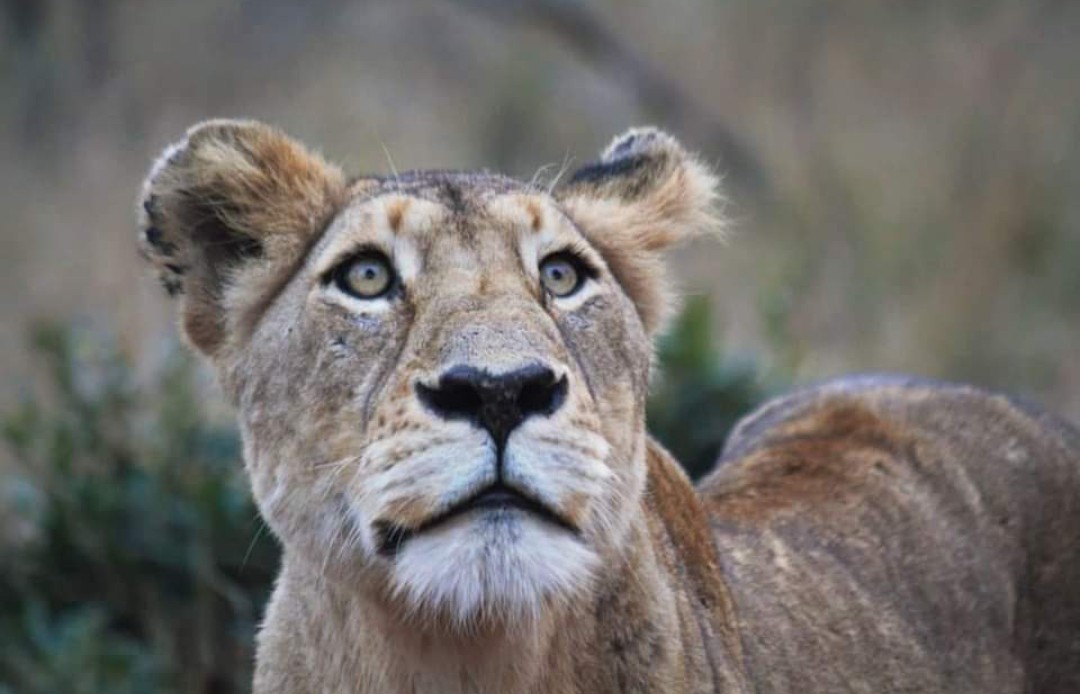 Very sad news 😭😭😭 Chela Nkuhuma was found dead this morning. 💔 She was killed by other lions as tracks were found. She was 10 years old and a daughter of the Matimba's. Heartbreaking news 💔 RIP QUEEN CHELA NKUHUMA 👑 📸 Chitwachitwa