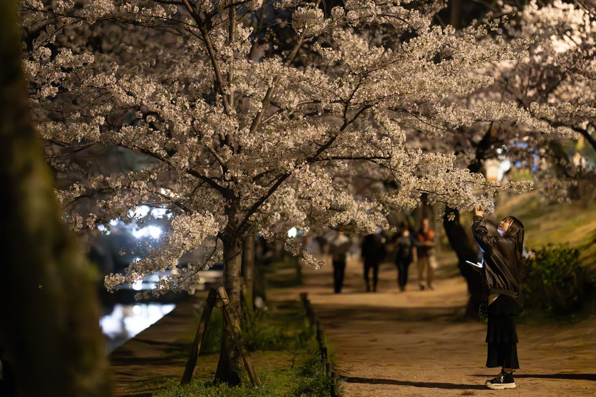 seph_tree's tweet image. 2024/04/07
#夙川 の #夜桜　
単焦点なら手持ちで十分かと思っていたら甘すぎました。