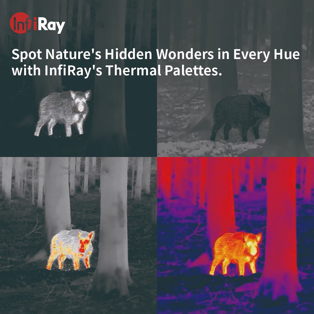 Spot Nature's Hidden Wonders in Every Hue with InfiRay's Thermal Palettes!
#InfiRay #InfiRayThermalCamera #thermalimaging #thermalcamera #thermalvision #thermography #infraredcamera#funfact #animal #outdoo