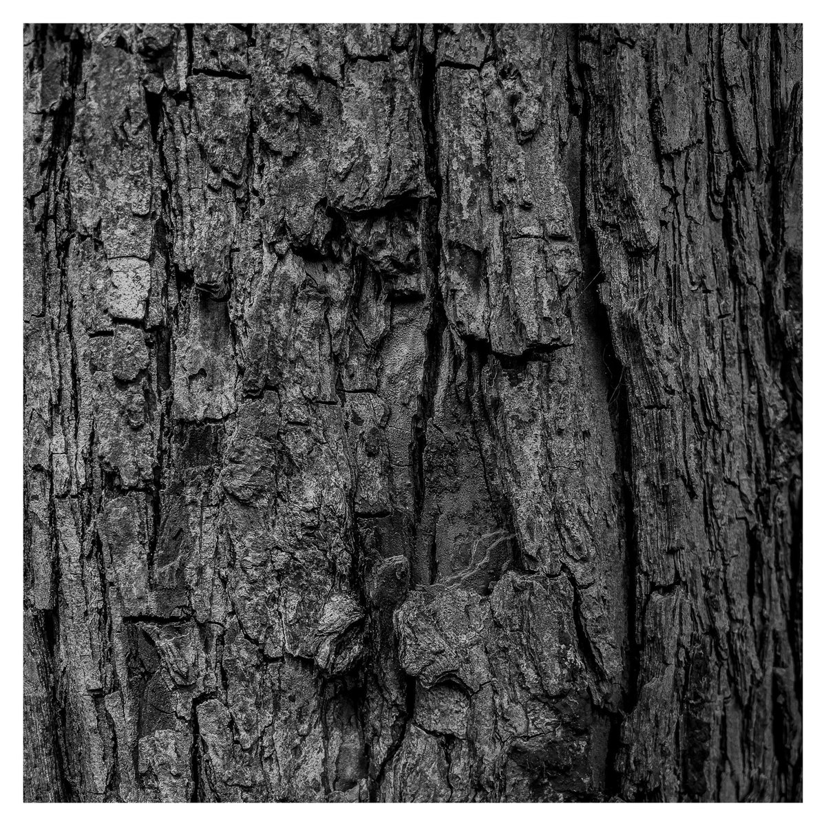 More tree bark structures - supposed to be hickory 🤔 according to PlantNet app #bnw_macro #macrophotography #blackandwhitephotography #ThePhotoHour #BlackAndWhiteMacro #treephotography