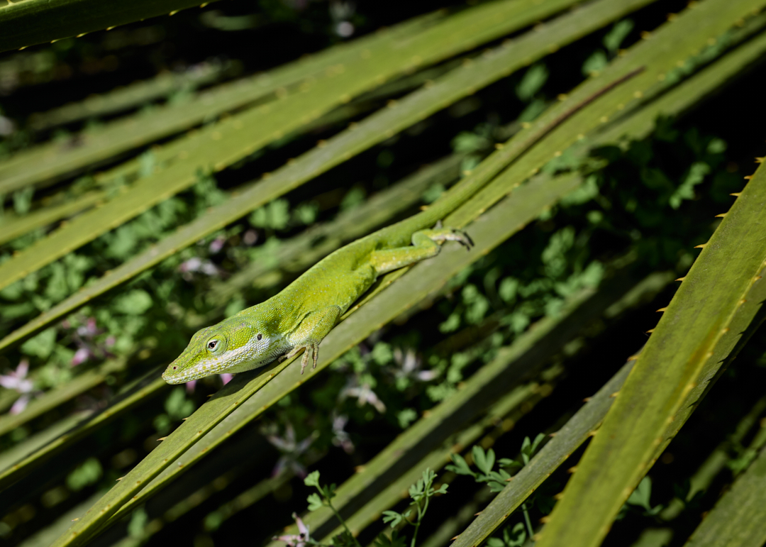 This plant had dozens and dozens of these lizards... 
#greenanole #anoliscarolinensis #anole #lizard #reptile #wildlifephotography #photography #appicoftheweek #canonfavpic #captureone