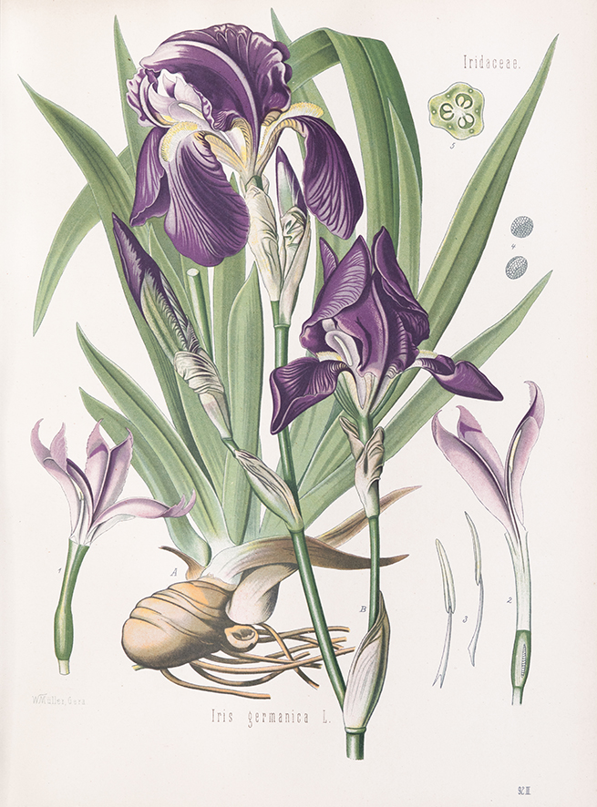 The iris has cultural significance world-wide, in the heraldic fleur-de-lis, Van Gogh's paintings, or China where they are believed to ward off snakes. This Iris germanica from Kohler’s Medizinal Pflanzen (1887) is available as a print or greeting card. magnoliabox.com/collections/th…