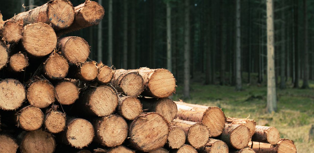 ruralcat's tweet image. El projecte #IMFOREST, coordinat pel @ctforestal,  promourà la #bioeconomia forestal i la gestió sostenible dels productes forestals no fusters.

L'objectiu és diversificar les fonts d'ingressos en zones rurals amb l'aprofitament responsable de recursos🌳

ruralcat.gencat.cat/web/guest/noti…