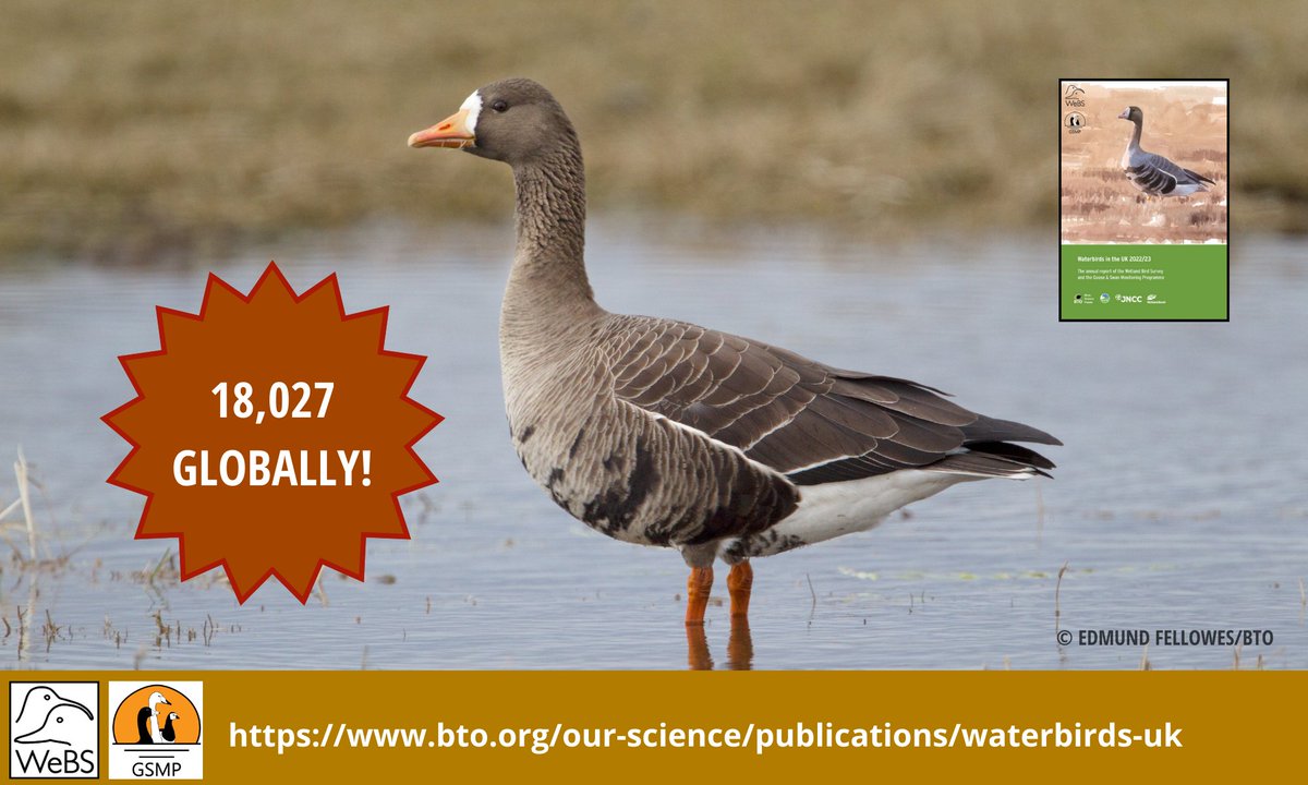 The 41st annual census of Greenland White-fronted Geese was in 2022/23, organised by GSMP and showed that the 🌍 pop. in spring 2023 comprised 18,027 individuals! Learn more about the census and GSMP in the Waterbirds in the UK 2022/23 report here 👉bit.ly/3WxpKrF