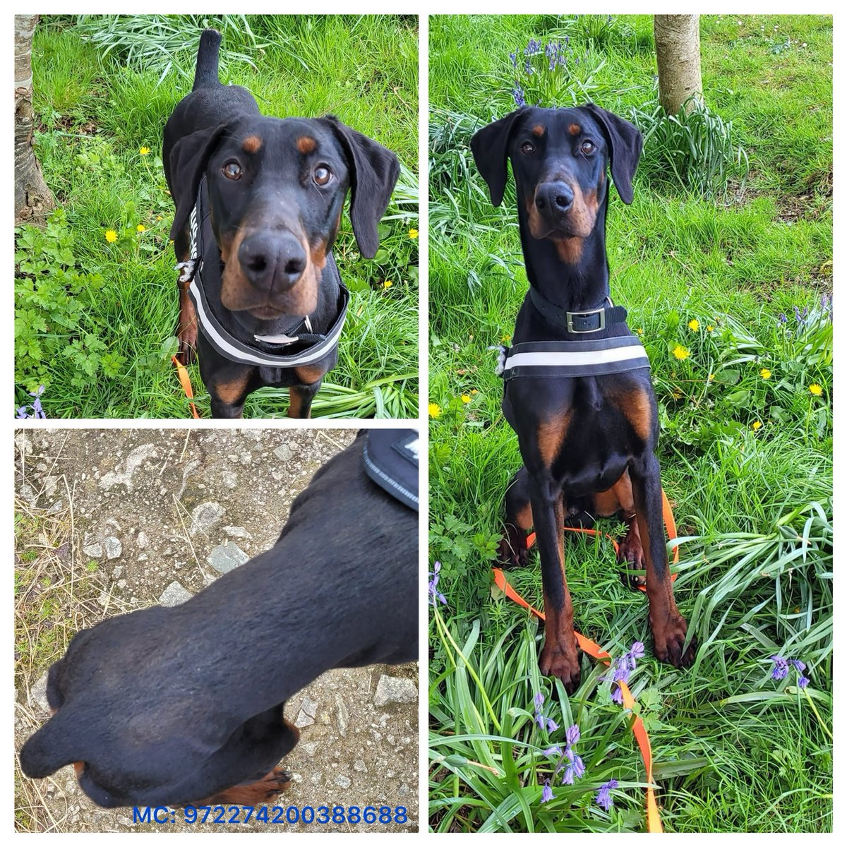 9 mth old Doberman Lorcan arrived to us v underweight-his tail hacked off leaving an open wound He’s now on the road to recovery, gaining trust with our gentle kennel team who are working quietly to build his confidence 💙 Madra.ie #AdoptDontShop #AnimalCruelty