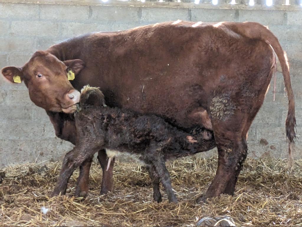 Calving hasn't been great a lot of different problems getting me down a bit. But faith returned this morning, I knew she would calve as she was sniffing about but no outward signs. Into the house for 2nd breakfast for half an hour and clad is up and offering to latch on😎👍💪