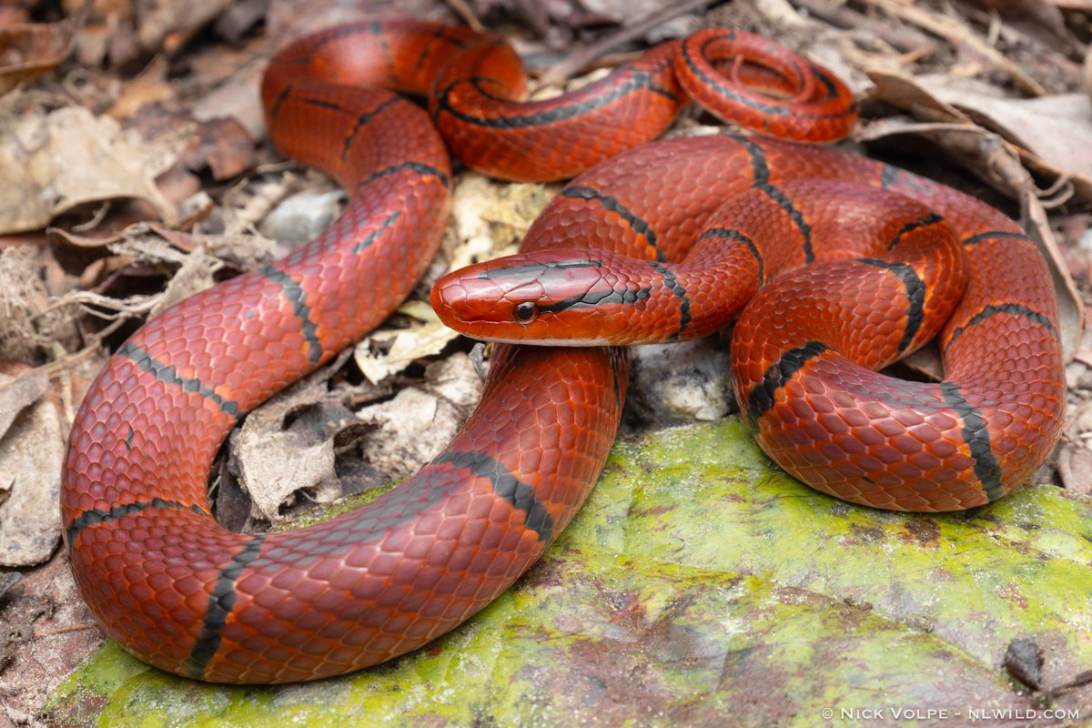 The Red Beauty!! 🐍❤️ I nearly EXPLODED seeing this absolutely STUNNING snake on our recent trip to Malaysia! 🤯 The Red Mountain Racer is one of the most beautiful snakes in the world and is found in mountainous evergreen rainforests throughout Asia! 🌳 Lightning quick and…