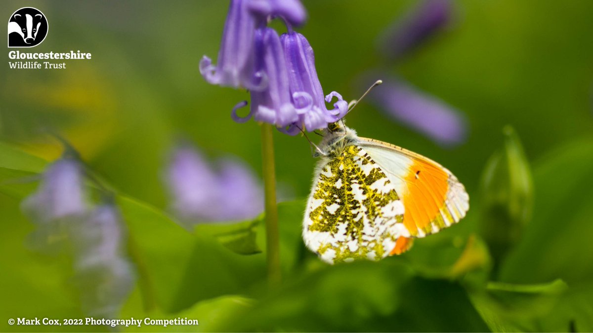 If you see a butterfly with orange wing tips, it's likely to be the appropriately named orange-tip! Only the males have orange tips, females have black tips and look similar to a small white butterflies, but both have a mottled green-grey pattern on the underside of their wings.