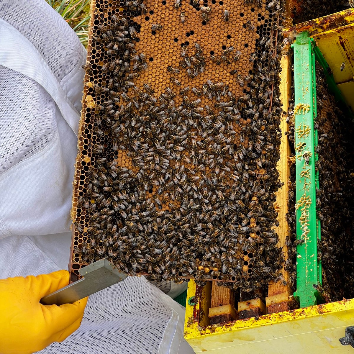 Brood Frame full of sealed worker brood ready to emerge, just in time for the warmer weather, fingers crossed!
#NorfolkHoneyCo
#StewartSpinks
#BeekeepingForAll
#Beekeeping
#Honeybees
#BeeFarmer
