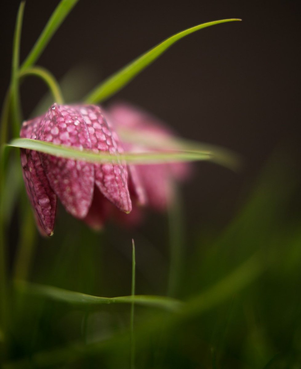 A beautiful shot of a snake’s-head fritillary by Claire Francis, taken a few weeks ago at our Iffley Meadows reserve.

Read below to find out more about our recent flower count and why we saw the lowest numbers since 1993.

buff.ly/4aPUDvn