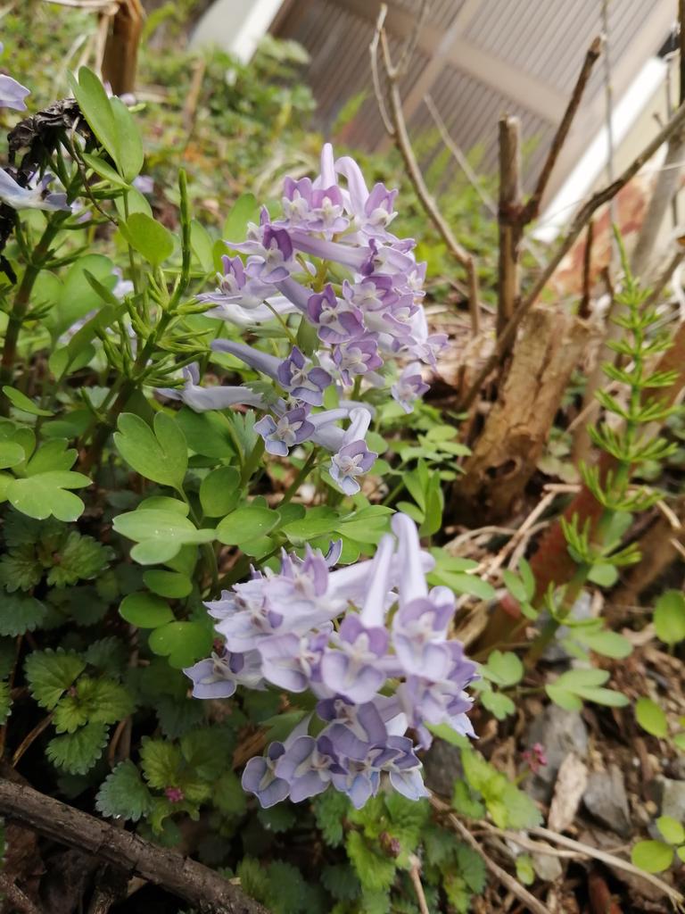 標高1000m付近の草花たち