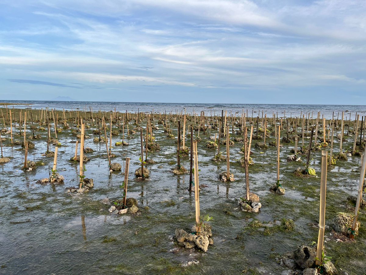 Just this week, 1000+ mangrove seedlings were planted in Bohol, #Philippines! 🌱👨🏽‍🌾 @philredcross & @ifrc lead the charge beyond #EarthDay, advocating for nature-based solutions to combat climate change & bolster community resilience.