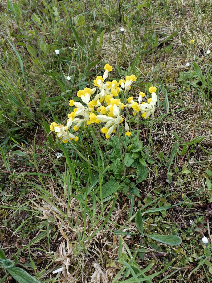 Many thanks to Neil from Warwickshire Biological Records Centre for leading 2 @citnatchallenge walks here yesterday and encouraging us to use @inaturalist. It was cold and damp but spring-like observations included a swallow, a brown hare and a lovely display of cowslips.