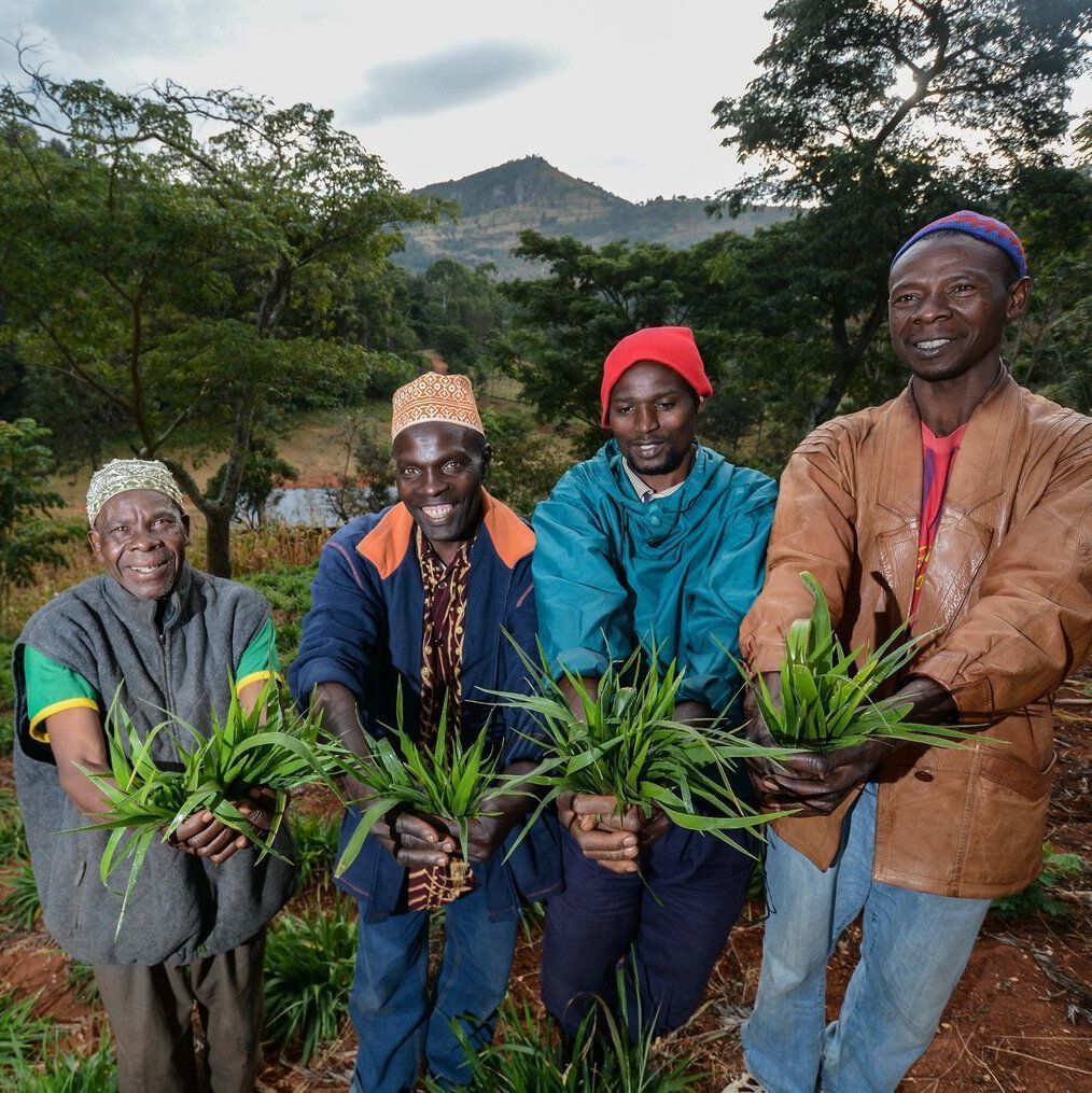 Farmers worldwide depend on their livestock, which depends on a year-round food supply. Researchers in #genebanks, therefore, work to make livestock systems more sustainable by conserving and using the diversity of forages. Learn more ➡️ buff.ly/3GFMcFm