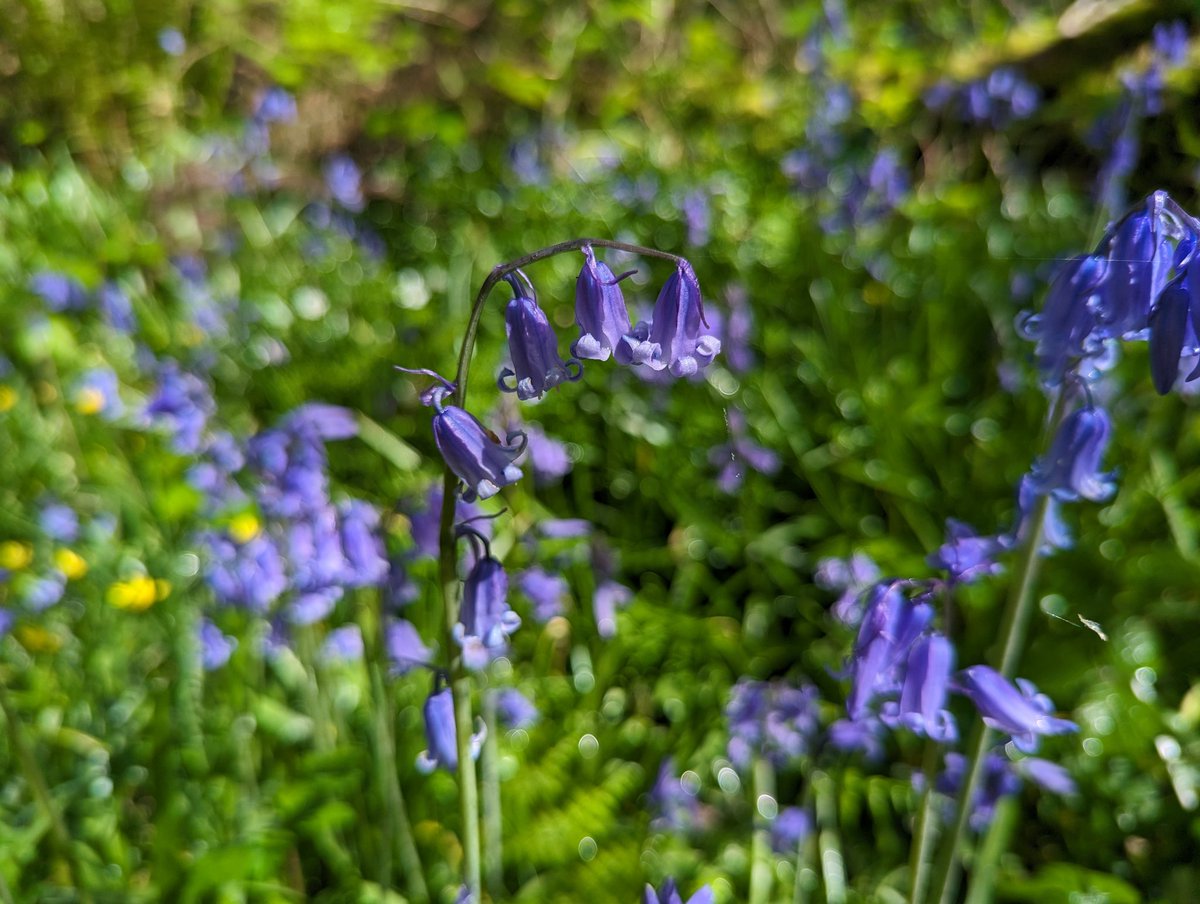 It is unlucky to walk through a #wood of #bluebells as it is full of #spells. Turn a bluebell inside out without tearing the petals, and you will win the #heart of the one you #love. Other names; fairy #flower, wood bell, bell bottle, jacinthe #FolkloreSunday