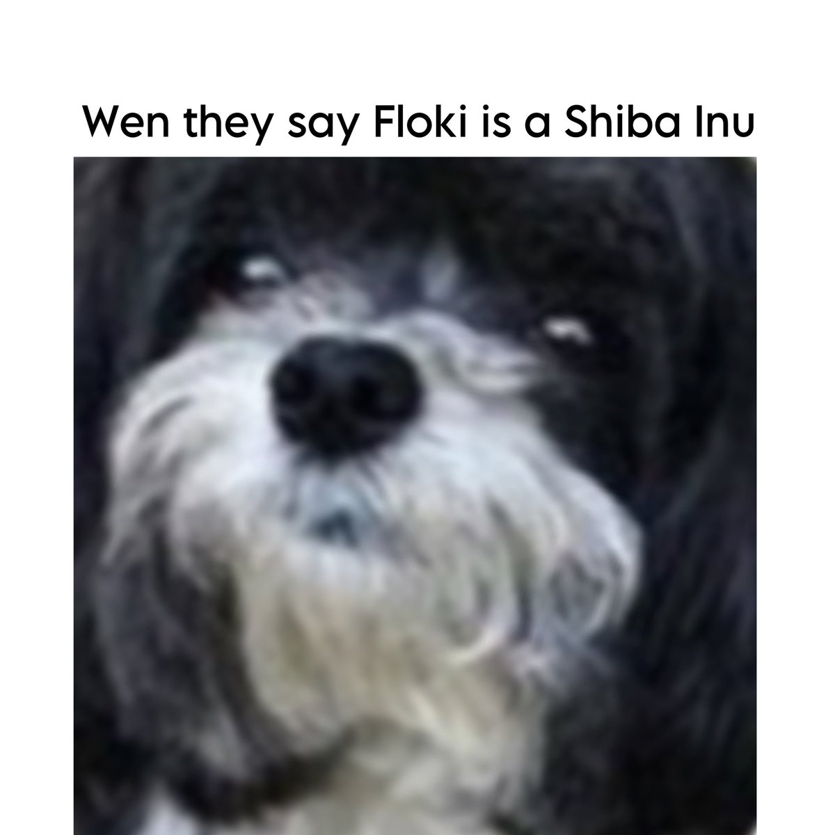 🐶🐕🦮🐩🐕‍🦺🐾🦴

$FLOKI
$SHIB
$MARVIN
