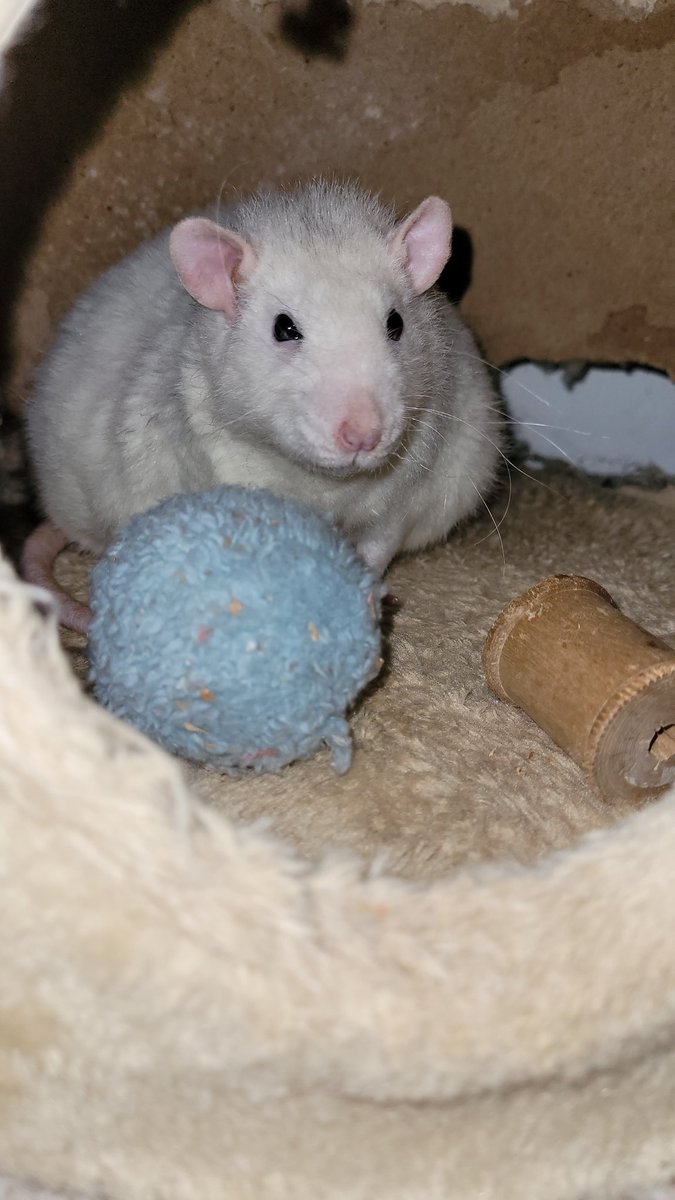 Dis Crash - I'm doing a hides in my climbing frames, don'ts tell mummy where's I am! I hopes you all likes the bentilation hole I halped chew at the back! I habs a soft boiley egg fir brekkyfast dis morning, I did an emjoy 😋 #ratsoftwitter #petrats