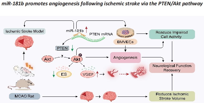 #ischemicstroke #miRNA #functionrecovery #angiogenesis #neuroprotection
miR-181b promotes angiogenesis and neurological function recovery after ischemic stroke
journals.lww.com/nrronline/full…