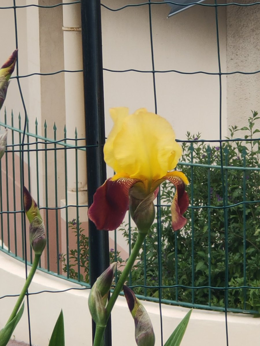 Entrée en scène de la dernière variété
Bonjour les zoziaux #homesweethome #cotedazurfrance #chasseusedenuages #frenchriviera #cotedazur #tresorsdujardin #frommywindow #iris