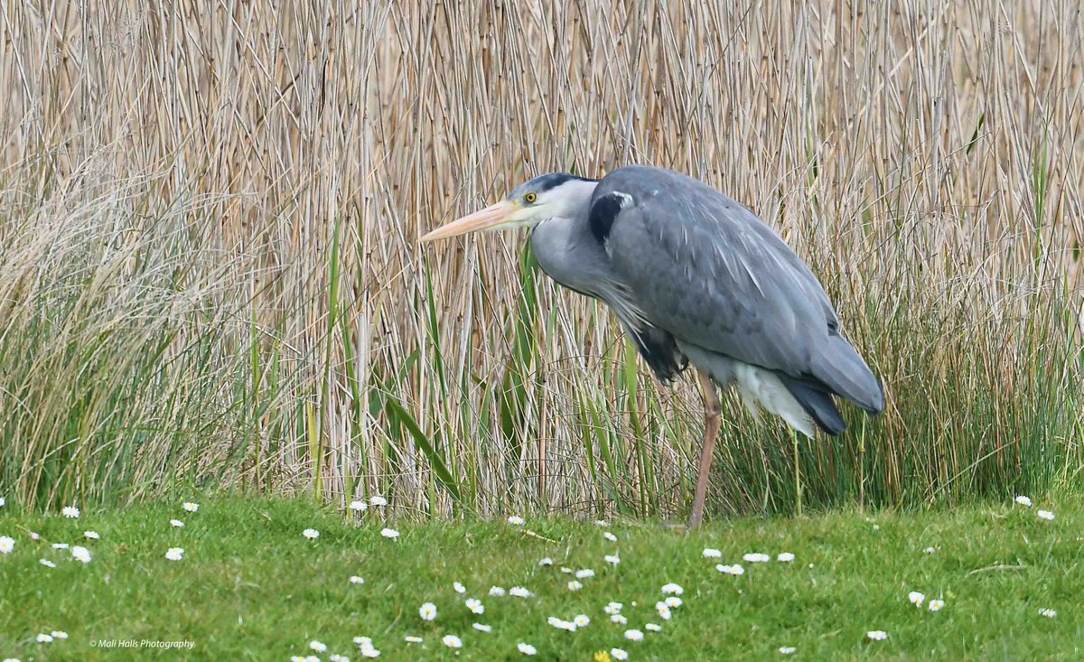 Heron. Its dry here this morning, after a lot of overnight rain. #BirdTwitter #Nature #Photography #wildlife #birds #TwitterNatureCommunity #birding #NaturePhotography #birdphotography #WildlifePhotography #Nikon