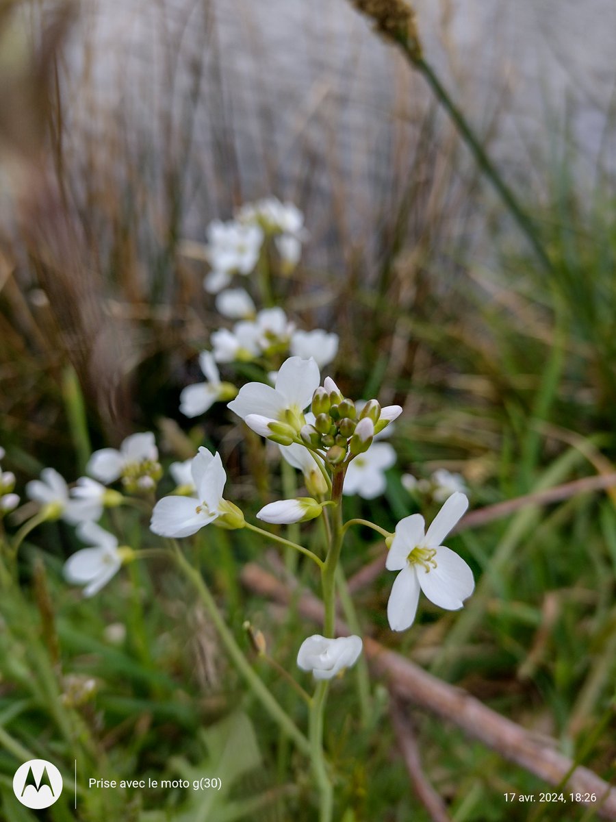 ThiChaplain's tweet photo. Fausse #cardamine en bordure du #canal de Nantes à Brest près de la base de loisirs de #Creharer à #Glomel. #KreizBreizh #Flore #Bretagne #CôtesdArmor https://t.co/lfIuaM5eNI